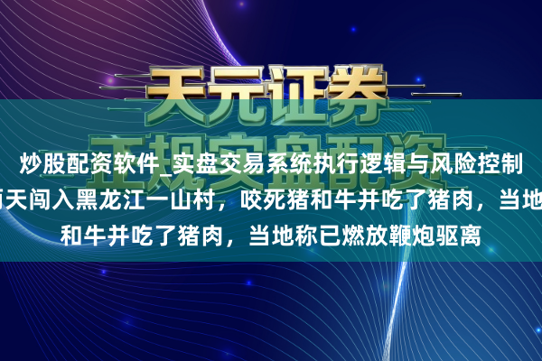 炒股配资软件_实盘交易系统执行逻辑与风险控制分析 东北虎持续两天闯入黑龙江一山村，咬死猪和牛并吃了猪肉，当地称已燃放鞭炮驱离